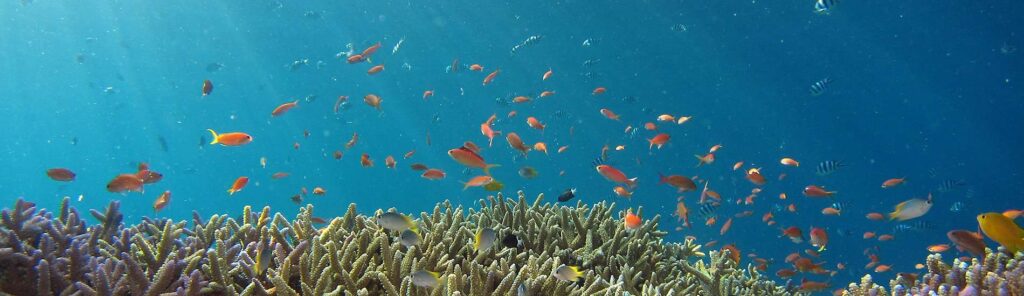BLUE MARINE FOUNDATION Header Image